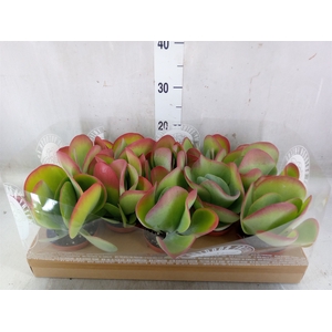 Kalanchoe NF thyrsiflora