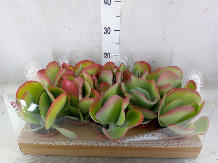 <h4>Kalanchoe NF thyrsiflora</h4>