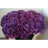 Hydrangea saint tropez