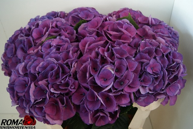 Hydrangea saint tropez