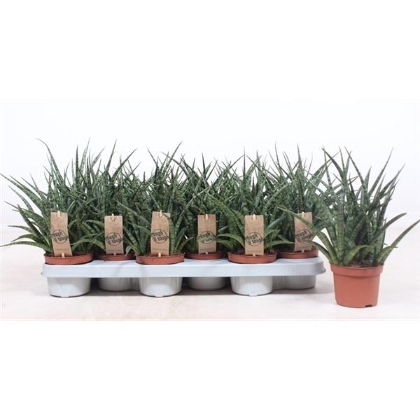 <h4>Sansevieria 'Fernwood'</h4>