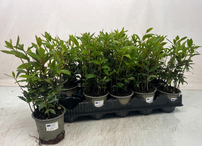 <h4>LAU NOBILIS</h4>