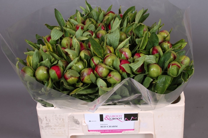 <h4>Paeonia Red Charm</h4>