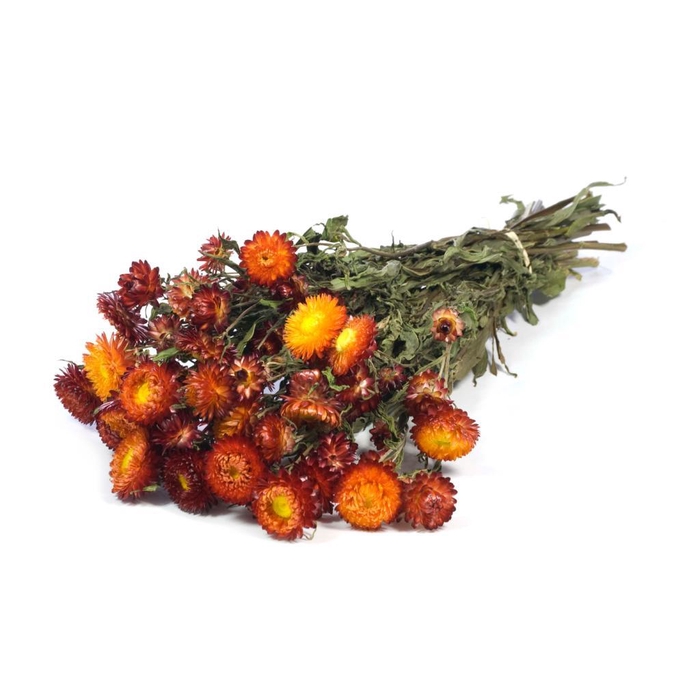 <h4>Helichrysum Natural Red</h4>