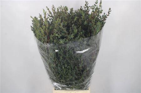 <h4>Euc Parvifolia Per Bunch 150 Gram</h4>