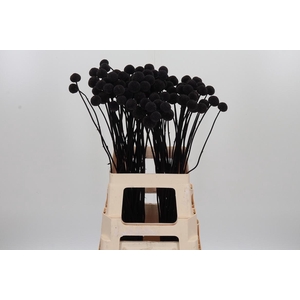 Craspedia Kl Bh Aubergine Xl
