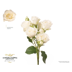 Rosa Spray Wedding Party