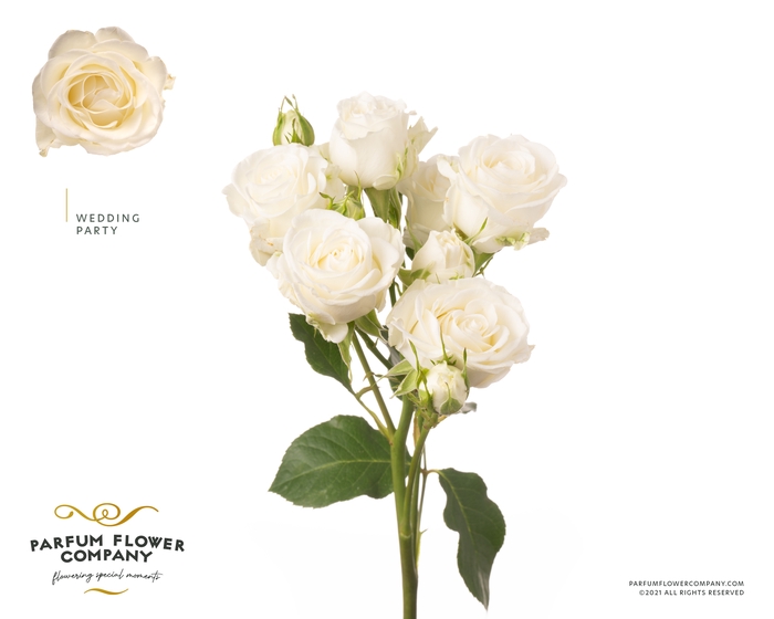 <h4>Rosa Spray Wedding Party</h4>