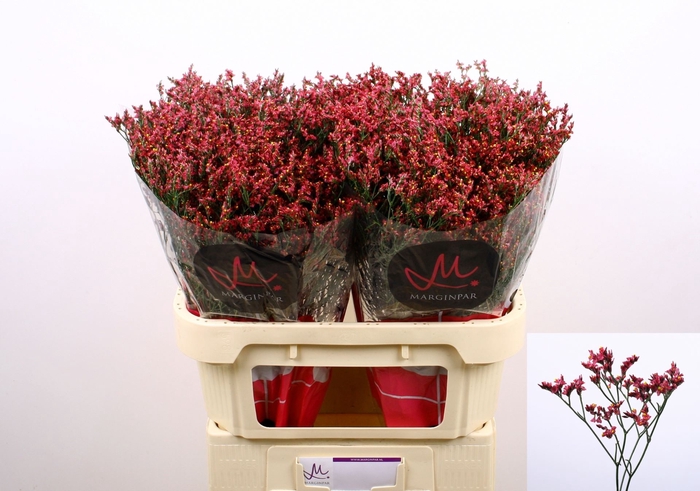 <h4>LIMONIUM SINENSE 'SCARLET DIAMOND'</h4>