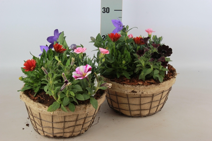 <h4>ARR TUINPLANTEN</h4>