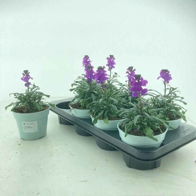 <h4>ERYS LINIFOLIUM</h4>