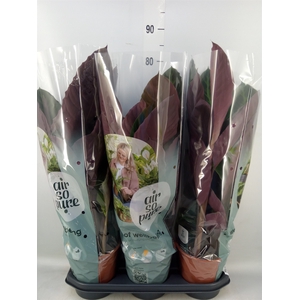 Calathea warscewiczii