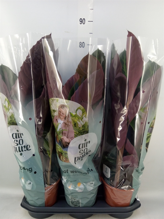 <h4>Calathea warscewiczii</h4>