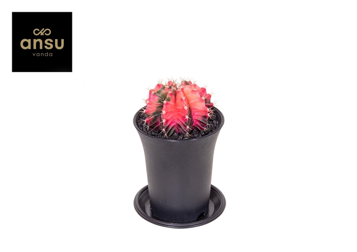 <h4>GYMNO JAPAN GEM</h4>