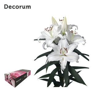 LI UNIVERSE 5+ Medium Decorum box