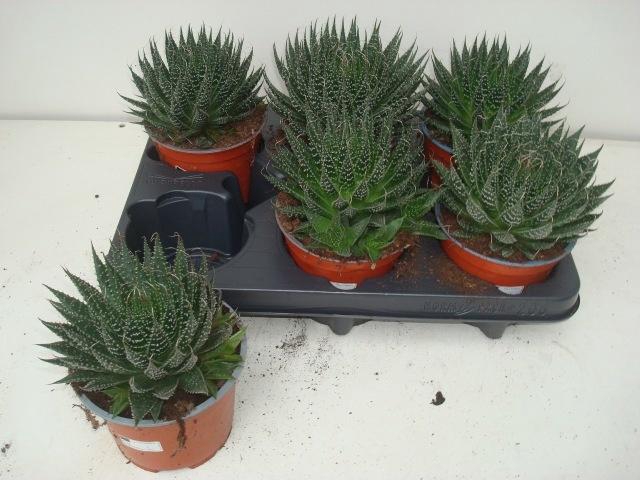 <h4>ALOE ARISTATA</h4>
