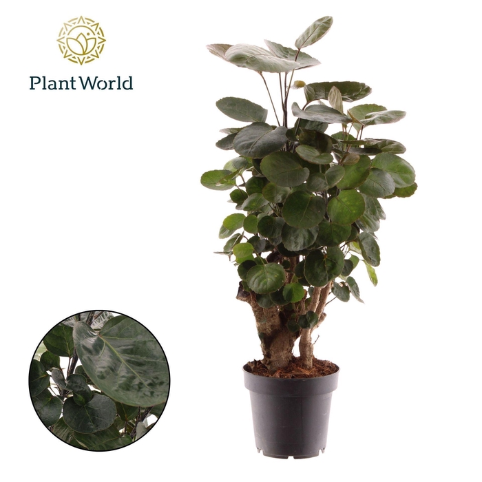 <h4>Polyscias Fabian</h4>