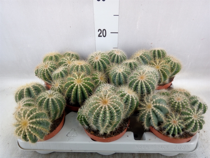 <h4>Cactus   ...</h4>