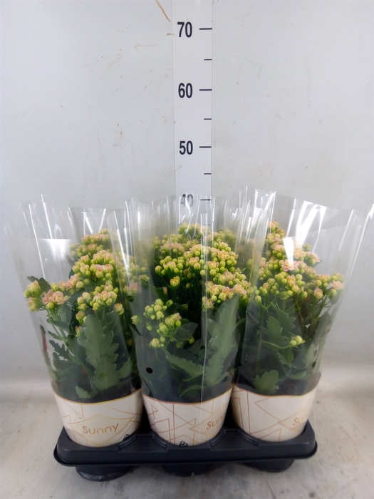 <h4>Kalanchoe  'MoreFlow Sunny Pink'</h4>