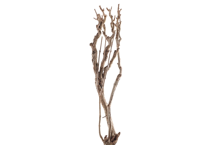 <h4>Syringa Branch Extra Morgan</h4>
