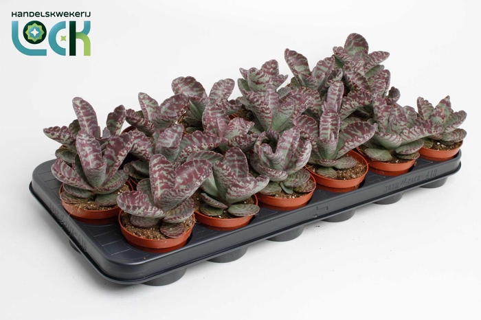 <h4>Kalanchoe Zebra</h4>