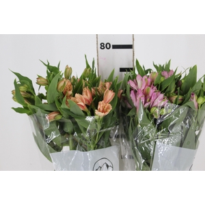ALSTROEMERIA VARIADO 080 CM
