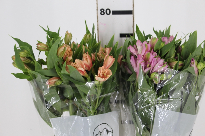 ALSTROEMERIA VARIADO 080 CM
