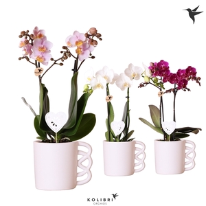 Kolibri Orchids Phalaenopsis mix 2 spike in Happy Mug pot white