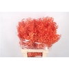 Ruscus. Orange Per Stem