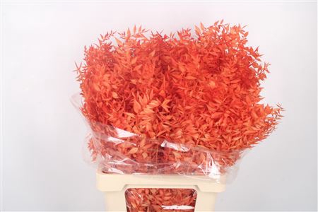 Ruscus. Orange Per Stem
