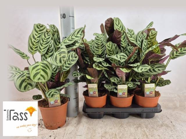 <h4>CTENANTHE BURLE-MARX</h4>
