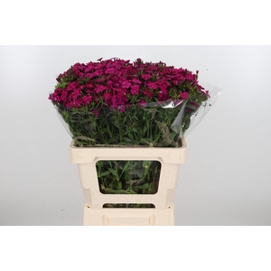 Di Barb Am Neon Cher