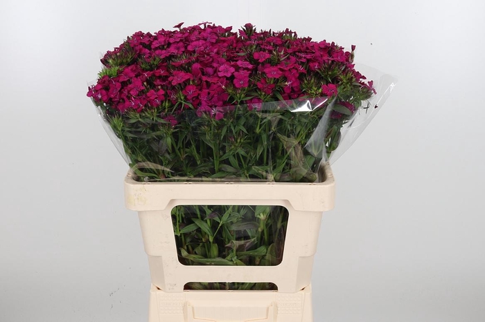 <h4>Di Barb Am Neon Cher</h4>