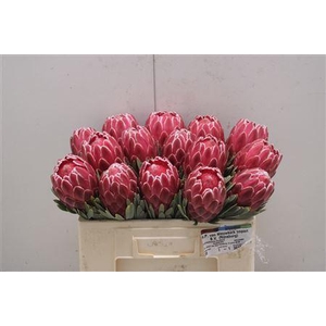 Protea Venus