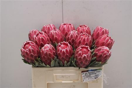 <h4>Protea Venus</h4>