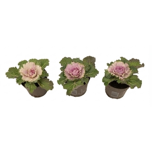 Brassica glad rood 10,5 cm