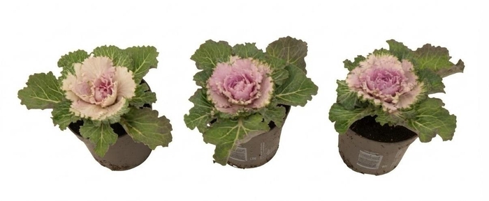 <h4>Brassica glad rood 10,5 cm</h4>
