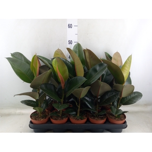 Ficus elastica 'Robusta'