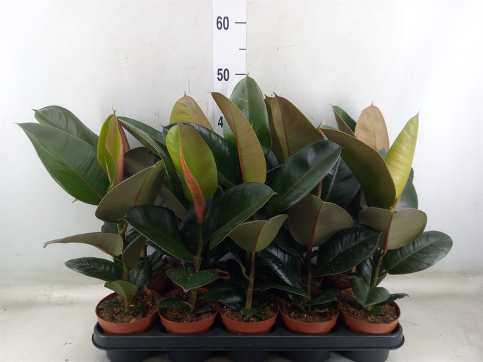 <h4>Ficus elastica 'Robusta'</h4>