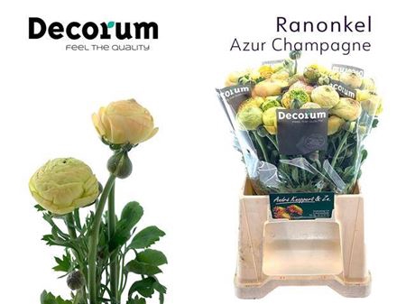 <h4>Ran Aazur Champagne</h4>