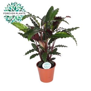 Calathea Rufibarba p14