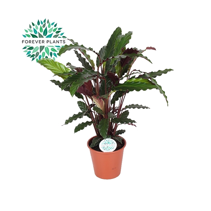 <h4>Calathea Rufibarba p14</h4>