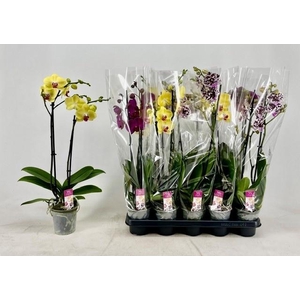 PHAL GEM