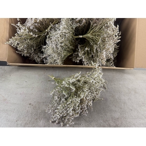 DF Gonio Tataricum Bs 30cm