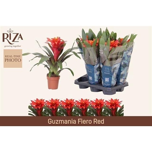 Guzmania Fiero Red 12Ø 40cm