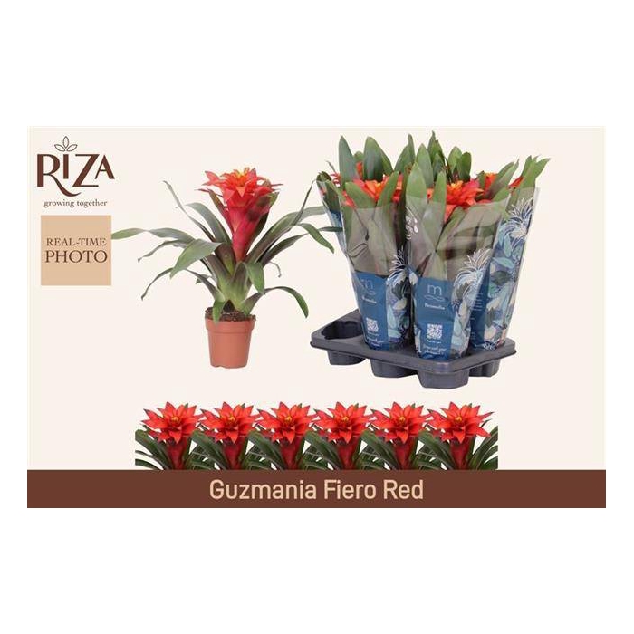 <h4>Guzmania Fiero Red 12Ø 40cm</h4>