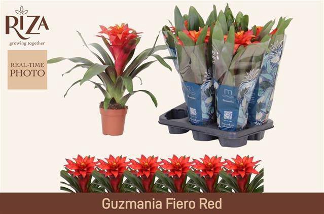 Guzmania Fiero Red 12Ø 40cm