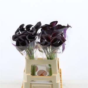 Calla Escape