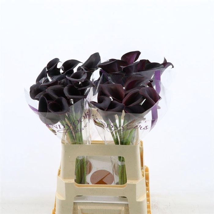 <h4>Calla Escape</h4>