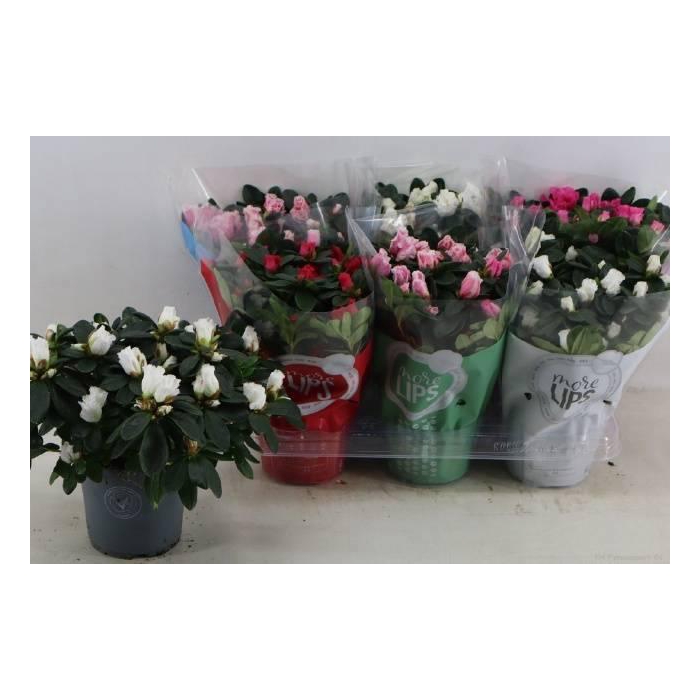 <h4>RHODO SI VOGEL GEM</h4>